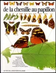 De la chenille au papillon.